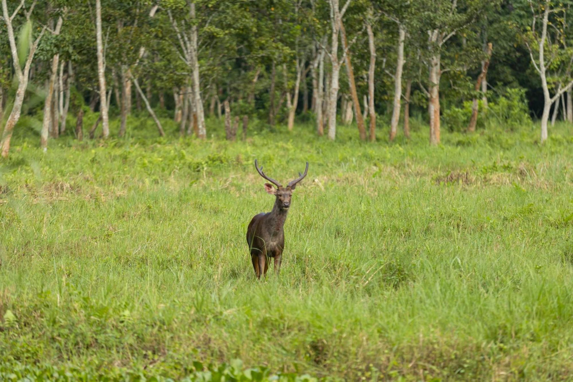 Hotel Parkside & Swimming Pool-Between Greenery And Azure ,Your Perfect Retreat Chitwan Eksteriør bilde