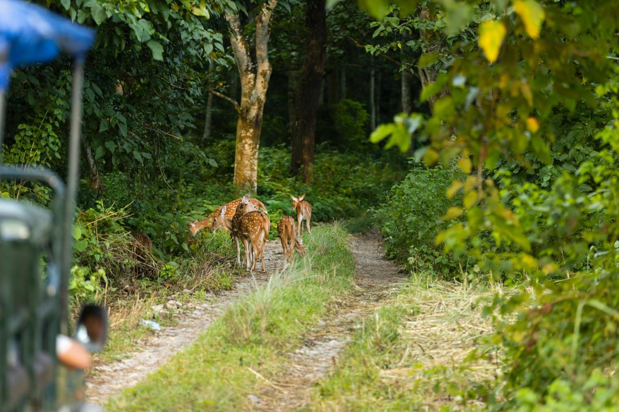 Hotel Parkside & Swimming Pool-Between Greenery And Azure ,Your Perfect Retreat Chitwan Eksteriør bilde
