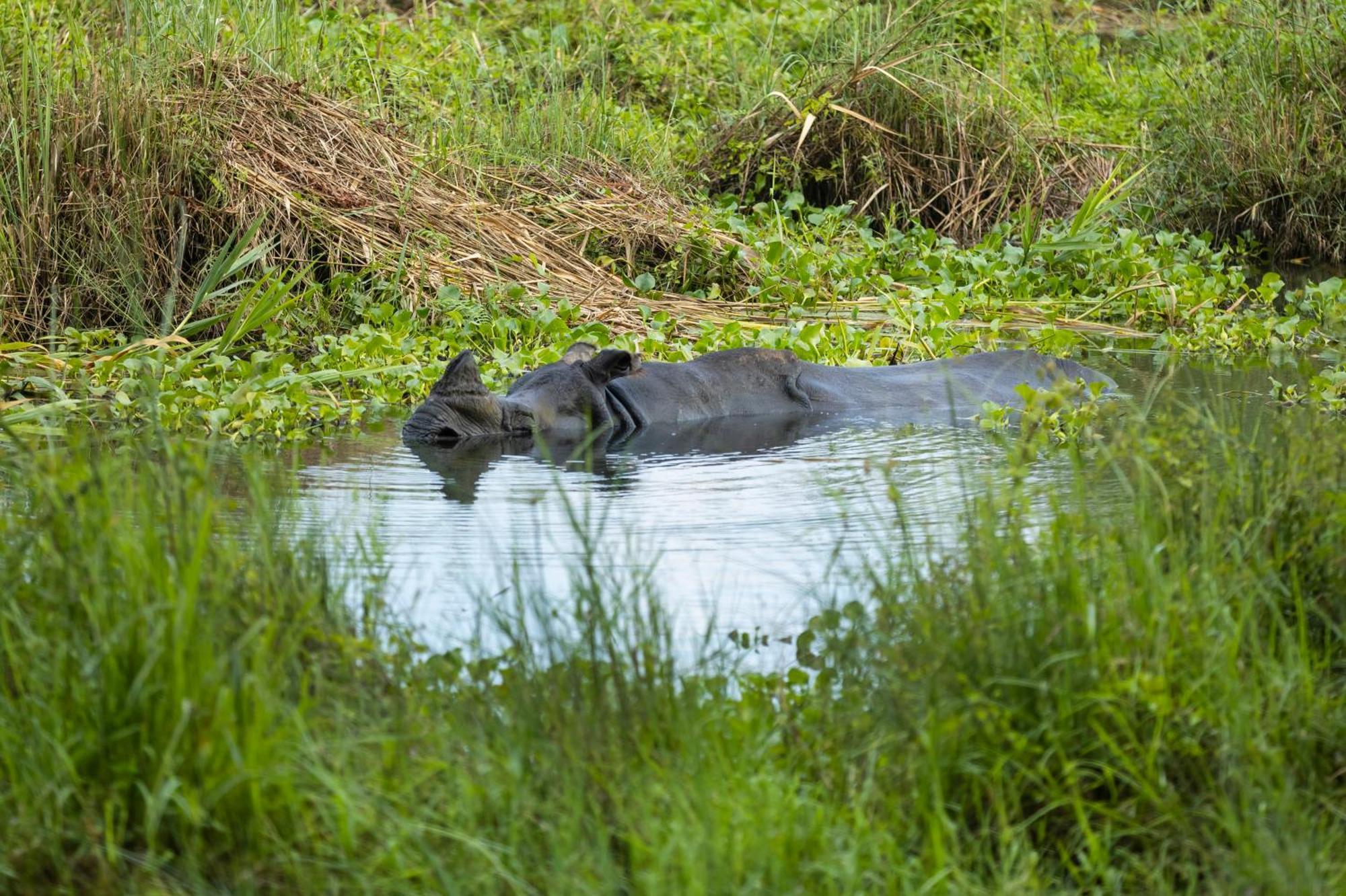 Hotel Parkside & Swimming Pool-Between Greenery And Azure ,Your Perfect Retreat Chitwan Eksteriør bilde